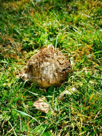 Photo for Nest on the ground of the processionary caterpillar - Royalty Free Image