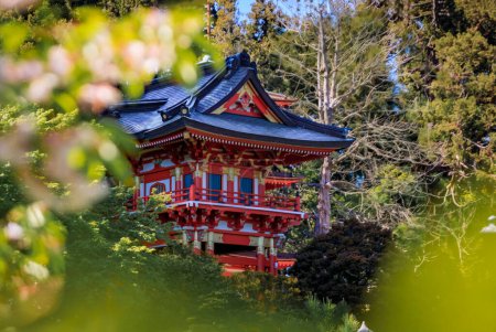 Sakura cherry blossom framing the traditional Japanese pagoda in San Francisco Golden Gate Park Japanese Tea Garden