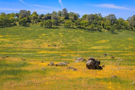 Foto de Superbloom en Central Valley California, flores silvestres cubriendo el prado y colinas ondulantes en un día soleado - Imagen libre de derechos