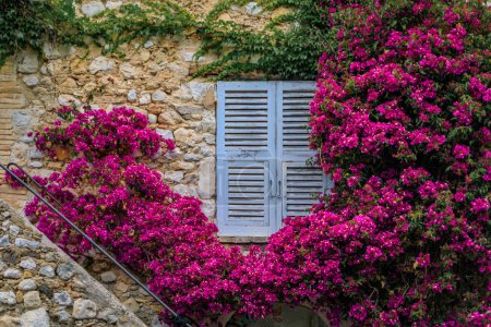Photo for Blooming bougainvilia flower vines framing an old stone house window in the medieval town of Saint Paul de Vence, French Riviera, South of France - Royalty Free Image