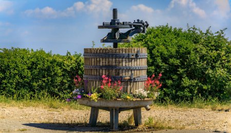 Old wooden barrel wine press with grapevines in the background at a vineyard in a popular village on the Alsatian Wine Route in Riquewihr, France