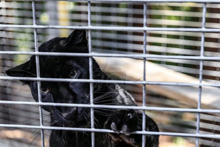 Wilder schwarzer Panther hinter dem Zaun eines Käfigs an einem Gnadenhof in Kalifornien