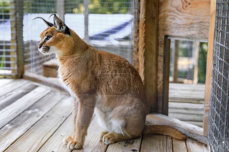 Wild caracal cat looking straight at the camera, in a cage at a sanctuary in California in California