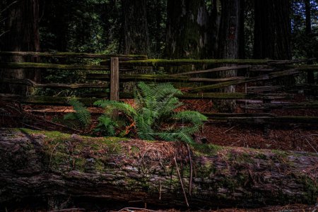 Grüner Farn zwischen riesigen Mammutbäumen im Redwoods Forest in Kalifornien