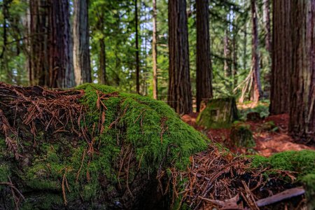 Foto de Primer plano de un tronco musgoso de una secuoya gigante en el bosque de Redwoods en el norte de California - Imagen libre de derechos