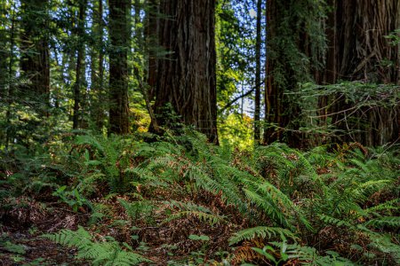 Grüner Farn zwischen riesigen Mammutbäumen im Redwoods Forest in Kalifornien