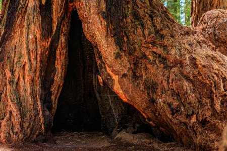 Foto de Primer plano del tronco de árbol hueco secuoya antigua gigante en el bosque de Redwoods en el norte de California - Imagen libre de derechos