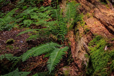 Foto de Helecho verde entre árboles de secuoya gigantes en el Bosque Redwoods en California - Imagen libre de derechos