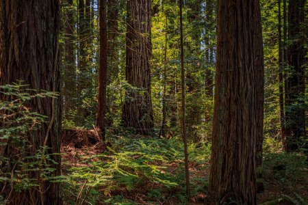 Uralte Mammutbäume im Redwoods Forest in Nordkalifornien