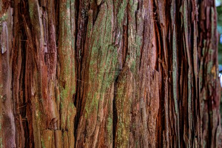 Foto de Primer plano de la antigua corteza gigante del árbol de secuoya en el bosque de Redwoods en el norte de California - Imagen libre de derechos