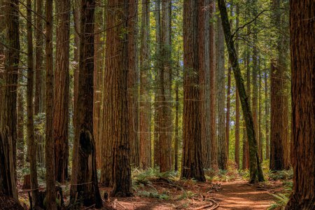 Foto de Árboles gigantes de secuoya antigua en el bosque de Redwoods en el norte de California - Imagen libre de derechos