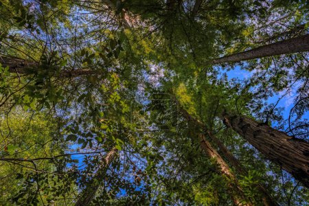 Foto de Tapas gigantes de árboles de secuoya contra el cielo en el bosque de Redwoods en California - Imagen libre de derechos