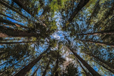 Riesiger Mammutbaum ragt im Redwoods Forest in Kalifornien in den Himmel