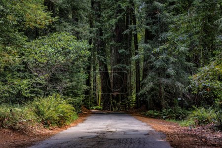 Foto de Camino que conduce a través de los árboles de secuoya gigantes en el bosque de Redwoods en el norte de California - Imagen libre de derechos