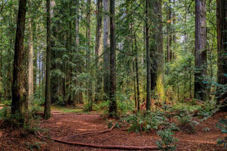 Foto de Árboles gigantes de secuoya antigua en el bosque de Redwoods en el norte de California - Imagen libre de derechos