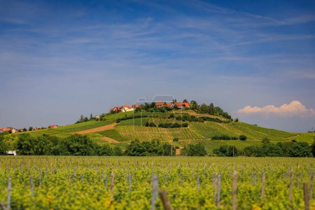 Weinreben in einem Weinberg und ein Bergdorf im Hintergrund in einem beliebten Dorf an der elsässischen Weinstraße in Riquewihr, Frankreich