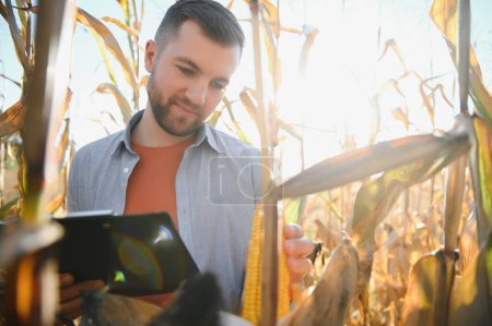 Photo for A young agronomist inspects the quality of the corn crop on agricultural land. Farmer in a corn field on a hot sunny day - Royalty Free Image