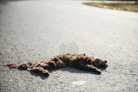 Téléchargez les photos : Corps de chat sur la route tué par un accident de la circulation. - en image libre de droit