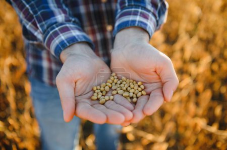 Téléchargez les photos : Fermeture de la gousse de soja mûre de l'exploitation manuelle de l'agriculteur dans un champ cultivé - en image libre de droit