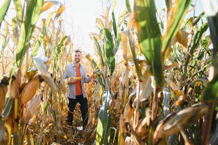 Foto de Un hombre inspecciona un campo de maíz y busca plagas. Agricultor y agrónomo exitosos - Imagen libre de derechos