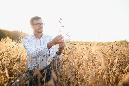 Photo for A farmer inspects a soybean field. The concept of the harvest - Royalty Free Image