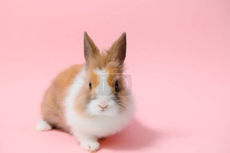 Lovely bunny easter rabbit on light pink background. beautiful lovely pets. Banner size