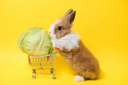 rabbit standing and hold the shopping cart on collored background. Lovely action of young rabbit as shopping
