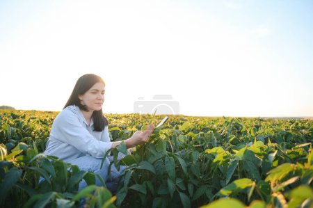 Foto de Agricultora o agrónoma examinando plantas de soja verde en el campo. - Imagen libre de derechos