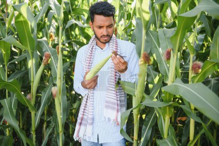 Foto de Joven agricultor indio o agrónomo en el campo de maíz. El concepto de agricultura - Imagen libre de derechos