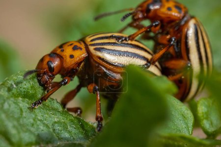 escarabajos