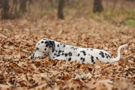 Photo for A young Dalmatian dog in the autumn forest plays with a club - Royalty Free Image