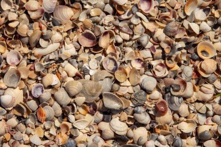 Photo for Texture of seashells on the seashore top view - Royalty Free Image