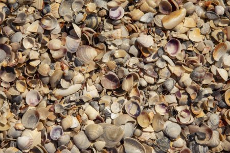 Photo for Texture of seashells on the seashore top view - Royalty Free Image