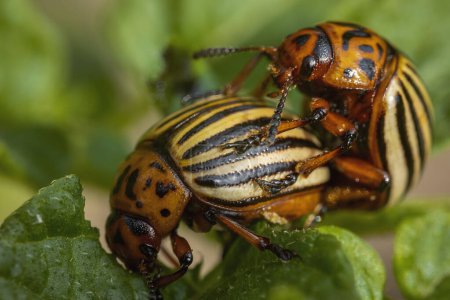 Photo for Colorado potato beetles mating on the leaves of green potatoes. - Royalty Free Image