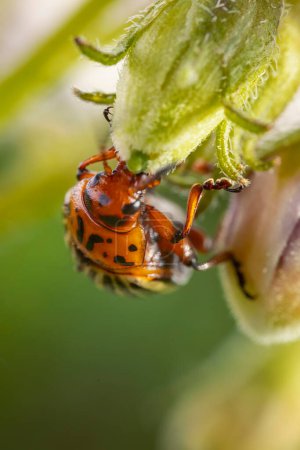 Photo for Colorado potato beetle on potato sprouts close-up - Royalty Free Image
