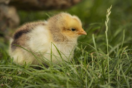 Photo for Little chick sits in the grass near its mother - Royalty Free Image