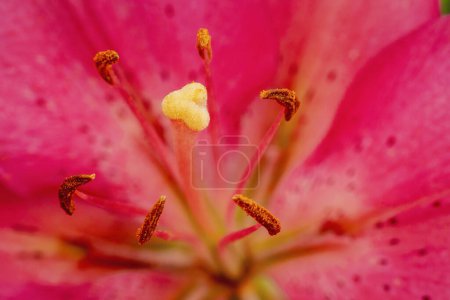 Photo for Pink lily flower.Closeup of lily spring flowers. Beautiful lily flower in lily flower garden. Flowers, petals, stamens and pistils of large lilies on a flower bed. - Royalty Free Image
