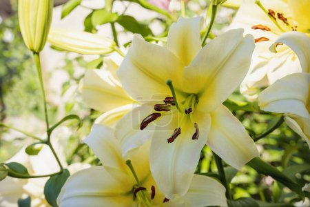 Photo for The flower of a yellow lily growing in a summer garden. - Royalty Free Image