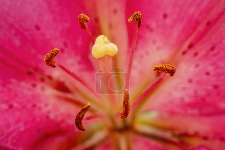 Photo for Pink lily flower.Closeup of lily spring flowers. Beautiful lily flower in lily flower garden. Flowers, petals, stamens and pistils of large lilies on a flower bed. - Royalty Free Image