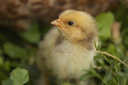 Photo for Little chick sits in the grass near its mother - Royalty Free Image
