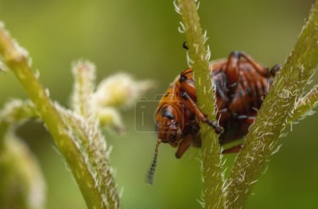 Photo for Colorado potato beetle on potato sprouts close-up - Royalty Free Image