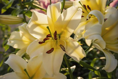 Photo for The flower of a yellow lily growing in a summer garden. - Royalty Free Image