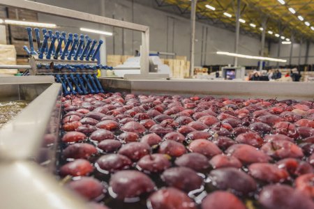 gros plan lavage des pommes rouges en production