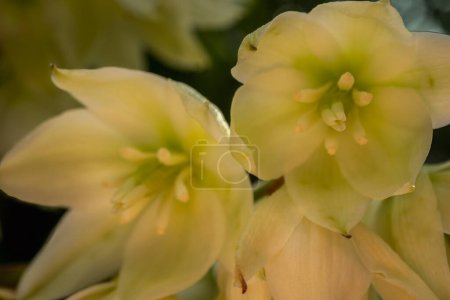 Photo for Yucca flowers close up illuminated by natural light - Royalty Free Image
