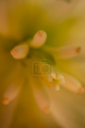 Foto de Flores de yuca se acercan iluminadas por la luz natural - Imagen libre de derechos