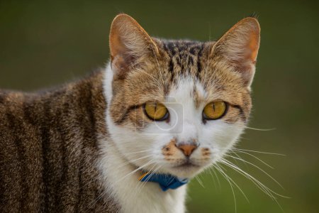 Photo for Close up portrait of a cat outdoors - Royalty Free Image