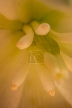 Yucca flowers close up illuminated by natural light