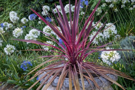 Cordyline australis plant also known as Cabbage Plant on a stone vase.