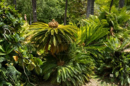 Photo for Cycas revoluta plant also known as sago palm, king sago, sago cycad, or Japanese sago palm. - Royalty Free Image