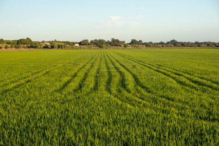 Téléchargez les photos : Plantations de rizières paysage situé sur Carrasqueira village, Portugal. - en image libre de droit